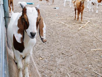 View of cow