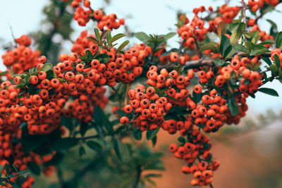 Close-up of berries growing on tree