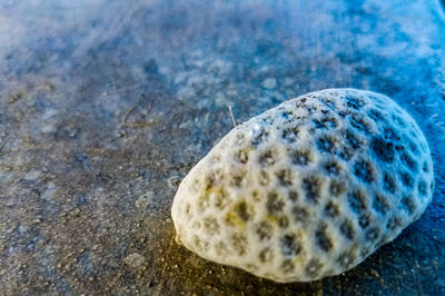 Close-up of crab on rock at beach