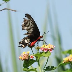 Butterfly pollinating on flower