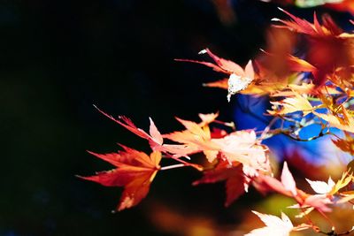 Close-up of maple leaves