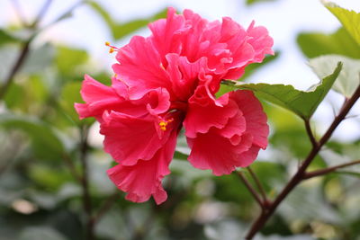 Close-up of pink flower blooming outdoors