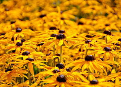 Close-up of honey bee on sunflower