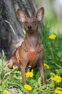 Portrait of a dog on field