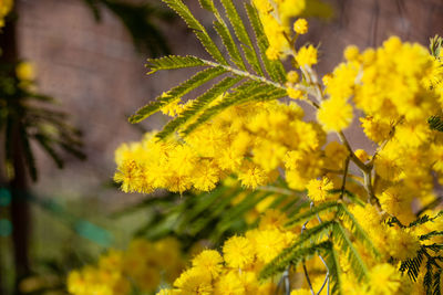 Close-up of yellow flowering plant