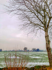 Scenic view of bare trees against sky