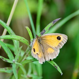 Close-up of butterfly pollinating flower