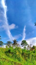 Trees on field against blue sky