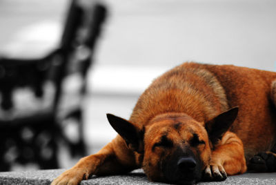 Portrait of dog sleeping