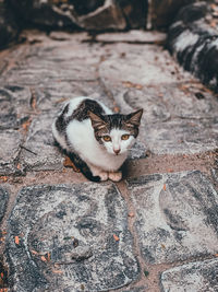 High angle portrait of cat relaxing on rock