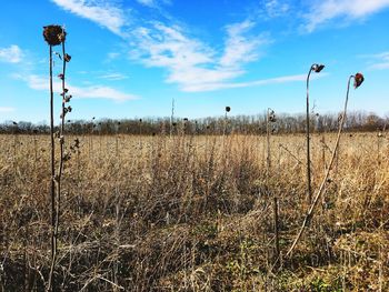 Field against sky