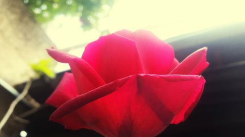 Close-up of pink flower