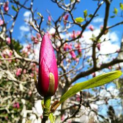 Low angle view of pink flowers