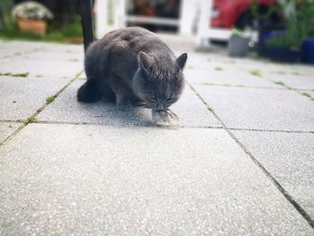 Cat sitting on footpath