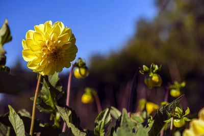 Close-up of yellow flowering plant