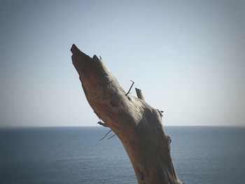 Horse on sea against clear sky