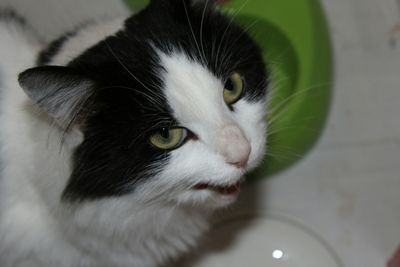 Close-up portrait of cat