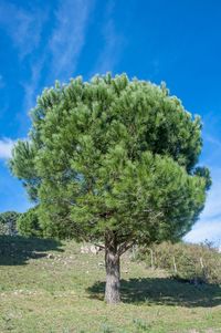 Trees growing on field against blue sky