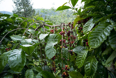 Plants growing on tree