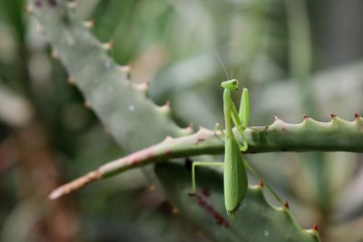 Close-up of fresh green plant