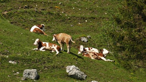 High angle view of sheep on field