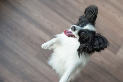 High angle view of dog standing on footpath