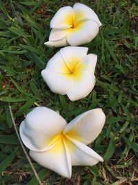 Close-up high angle view of white flowers blooming in field