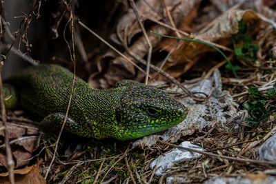 Close-up of lizard on land