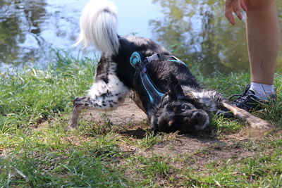 Full length of dog on field