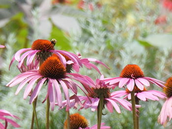 Close-up of coneflowers blooming outdoors