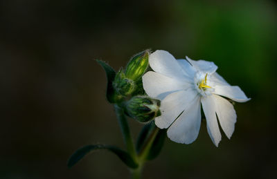 Close-up of white flowers