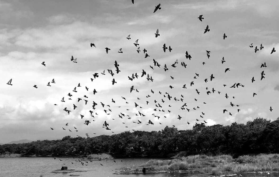 FLOCK OF BIRDS FLYING IN SKY