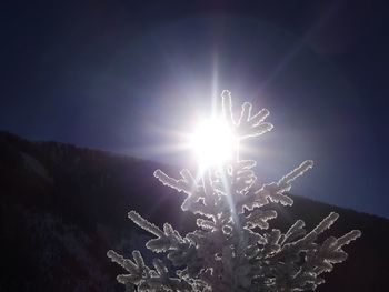 Sun shining through trees