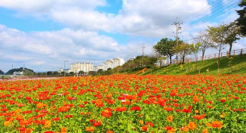 Red flowering plants on field against sky