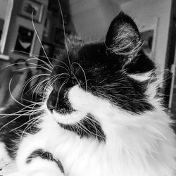 Close-up of cat