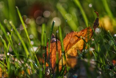 Close-up of autumn leaves on grass