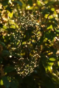 Close-up of spider on web