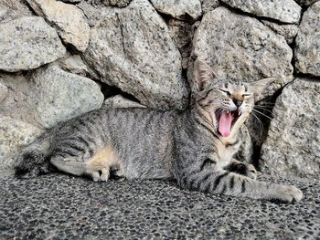 Cat sleeping on rock