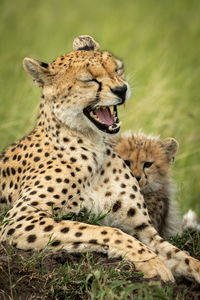 Close-up of cheetah sitting with cub on grass