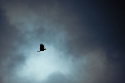 Low angle view of eagle flying against sky