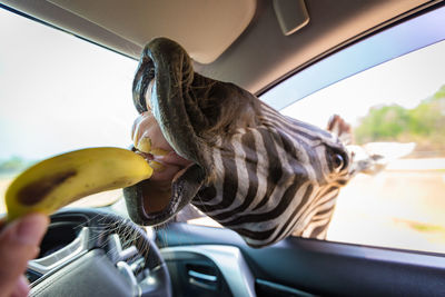 Zebra eating banana from car