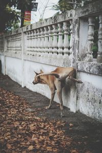 Side view of a horse standing in a building