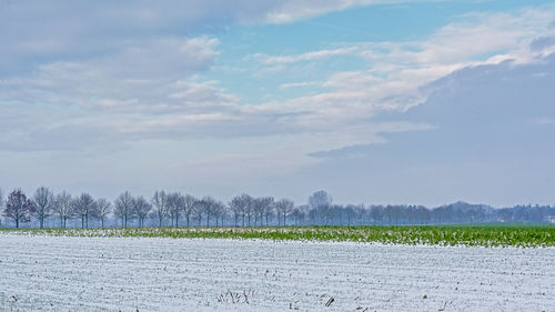 Scenic view of field against sky