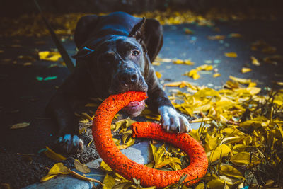 Portrait of dog by leaves during autumn