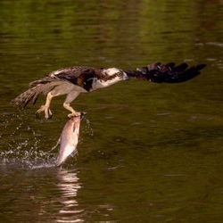 Duck swimming in a lake