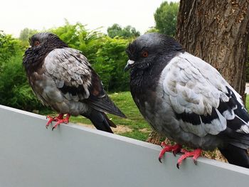Pigeons perching on railing