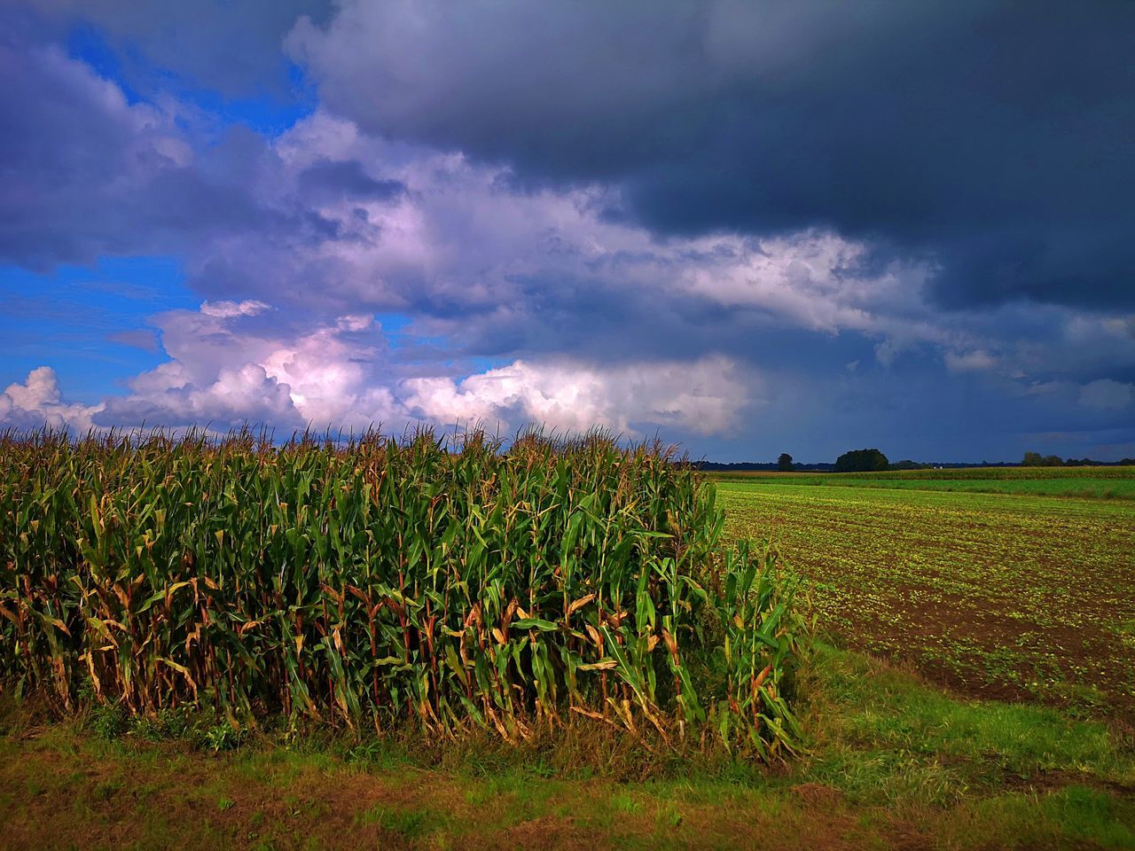 sky, landscape, cloud, field, environment, land, plant, nature, agriculture, crop, rural scene, horizon, grass, food, growth, cereal plant, food and drink, grassland, beauty in nature, morning, scenics - nature, soil, corn, rural area, prairie, sunlight, plain, no people, farm, tree, dramatic sky, outdoors, storm, meadow, vegetable, blue, cloudscape, dusk, green, social issues, storm cloud, horizon over land, tranquility, flower, environmental conservation, freshness
