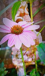 Close-up of pink flower