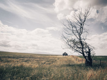 Bare tree on field against sky