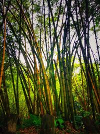 View of bamboo trees in forest